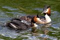 41 - Grebe family - CHATENET GERARD - france